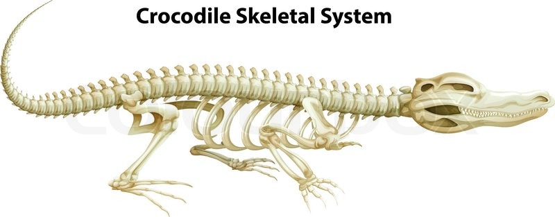 Illustration of a crocodile's skeletal ... | Stock vector | Colourbox