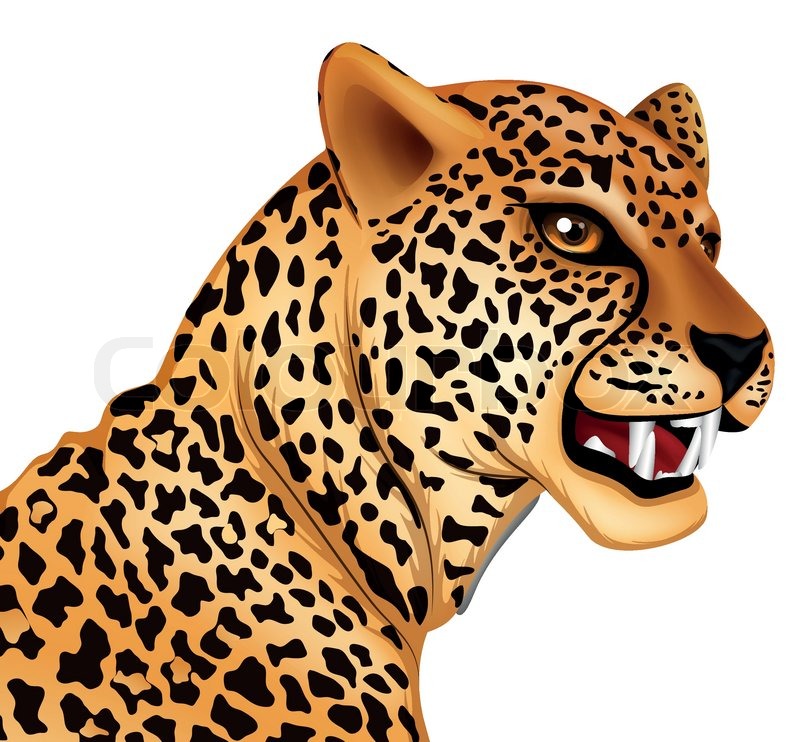 Illustration showing the cheetah Stock vector Colourbox