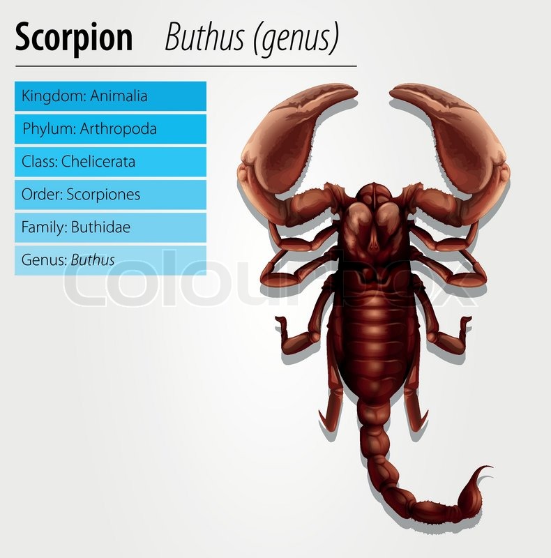 Detailed illustration of a Scorpion - ... | Stock Vector | Colourbox
