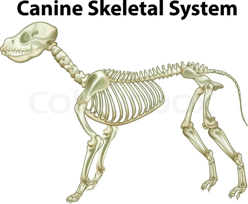Illustration of a dog's skeletal | Stock vector | Colourbox