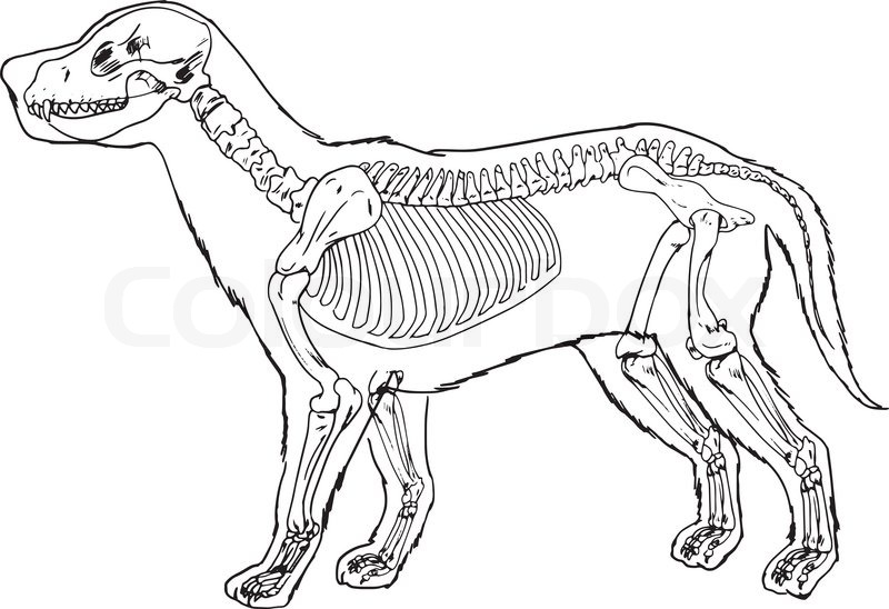 Dog skeleton outline | Stock Vector | Colourbox