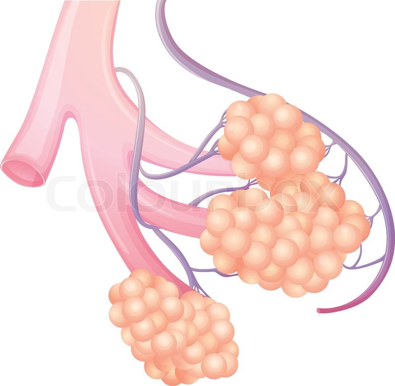 Diagram showing the pulmonary alveolus ... | Stock vector | Colourbox