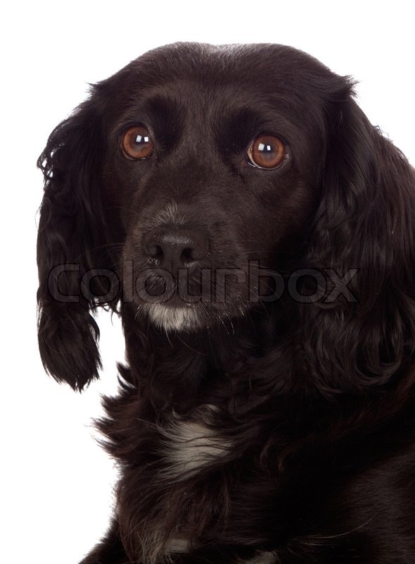 Beautiful black Cocker Spaniel isolated | Stock image | Colourbox