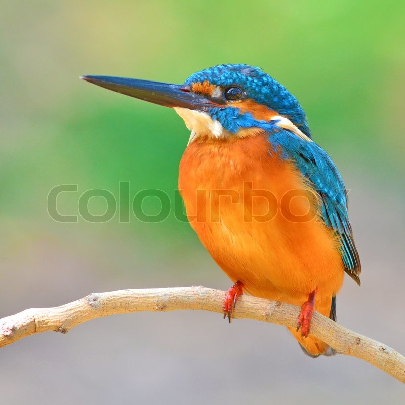 A Beautiful Kingfisher Bird Male Stock Image Colourbox
