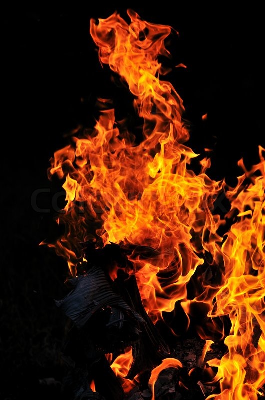 the main effects of fire on wildlife the main effects of fire on wildlife