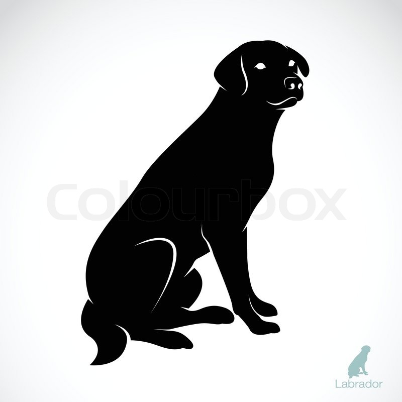 Vector image of an dog labrador on white background ...