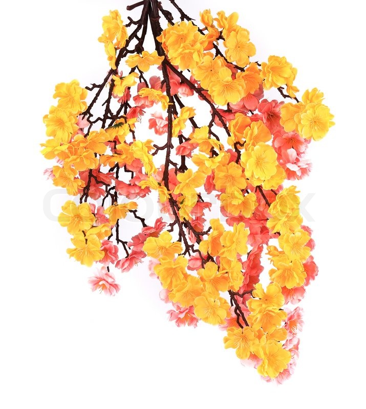 Branch of yellow and pink flowers. | Stock image | Colourbox