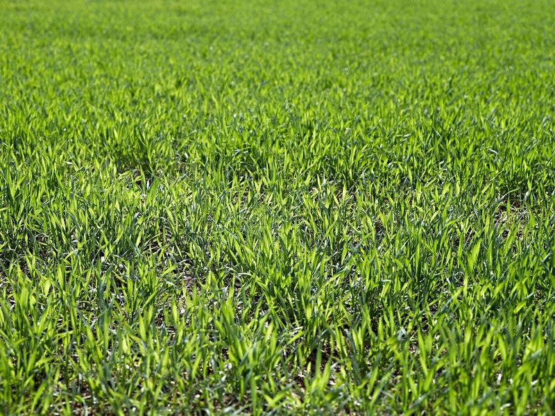 Grüne Gras Textur aus einem Feld | Stock Bild | Colourbox
