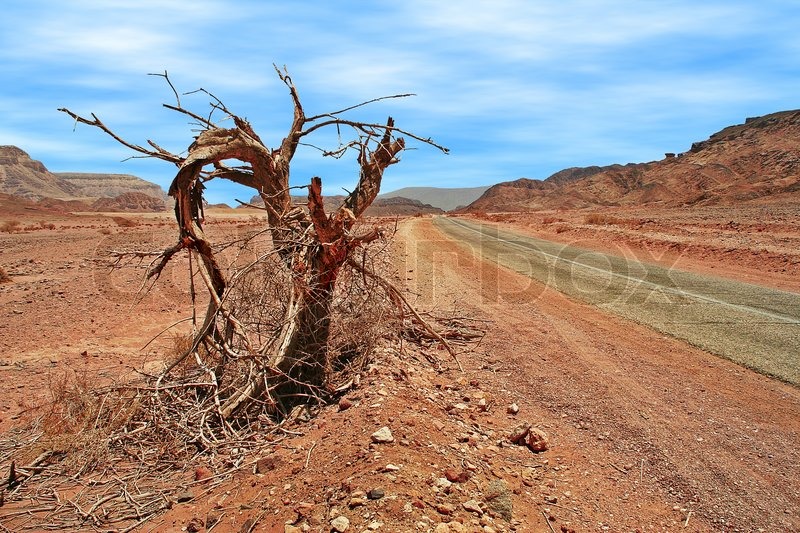 Alter toter Baum auf die Straße und ... | Stock Bild | Colourbox