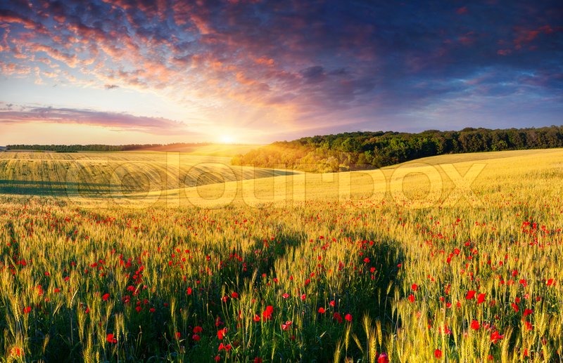 Bunte Sommerlandschaft auf der Wiese von Stock Bild Colourbox