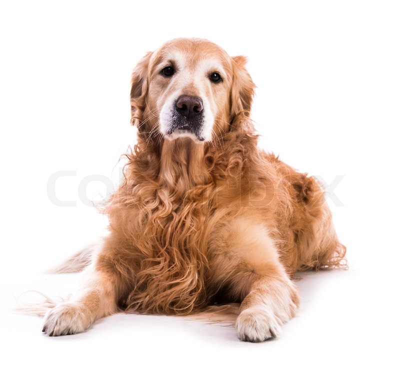 Golden Retriever Dog Breed Information And Characteristics, 51% OFF