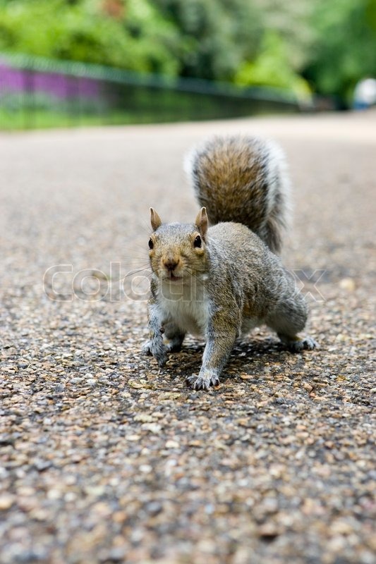 Squirrel on a road Stock Photo Colourbox