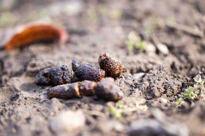 Dog feces Stock image Colourbox