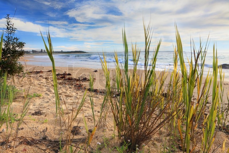 Hargraves Beach seen through beach Stock image Colourbox Hargraves Beach seen through beach Stock image Colourbox