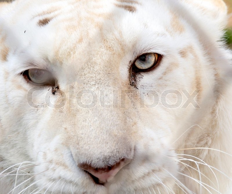 Tigerauge Stock Bild Colourbox