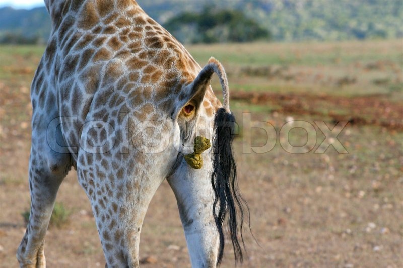 Fäkalien, kot, ländlich Stockfoto Colourbox