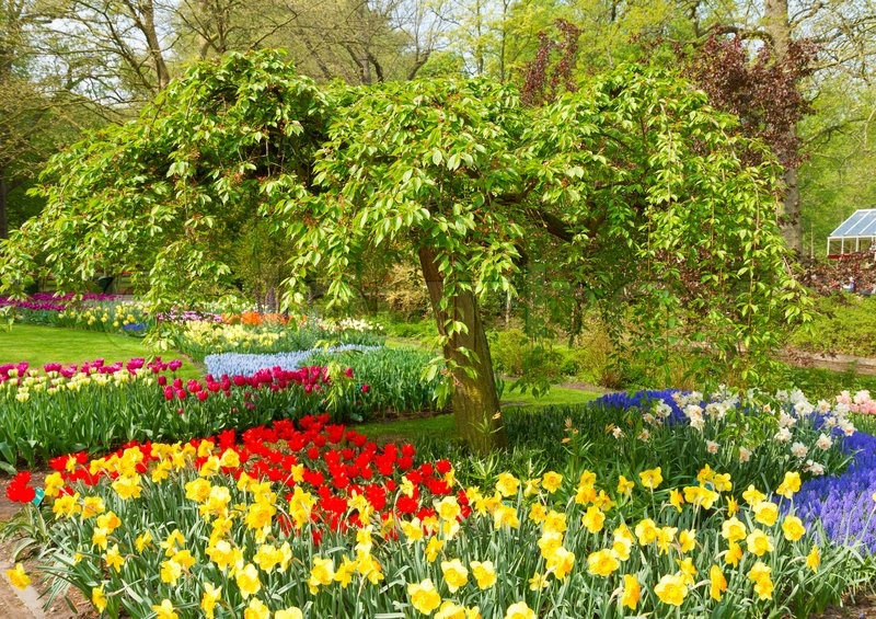 Green tree with spring flowers lawn ... | Stock image | Colourbox
