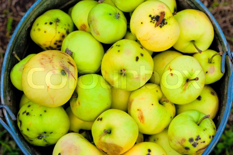 Gebrochen und schlechte Äpfel in einen ... | Stock Bild | Colourbox