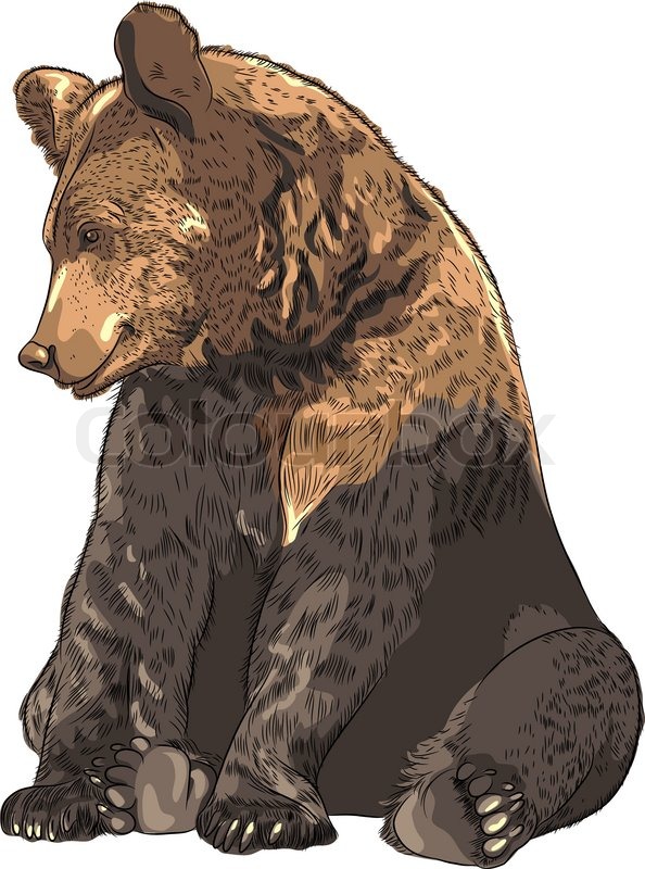 Vektor lustige Bär sitzend | Stock-Vektor | Colourbox
