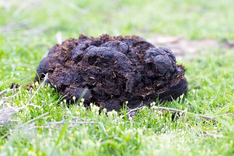 Kuhdung Stock Bild Colourbox