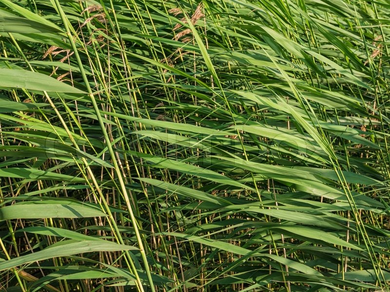 Schilf Stock Bild Colourbox