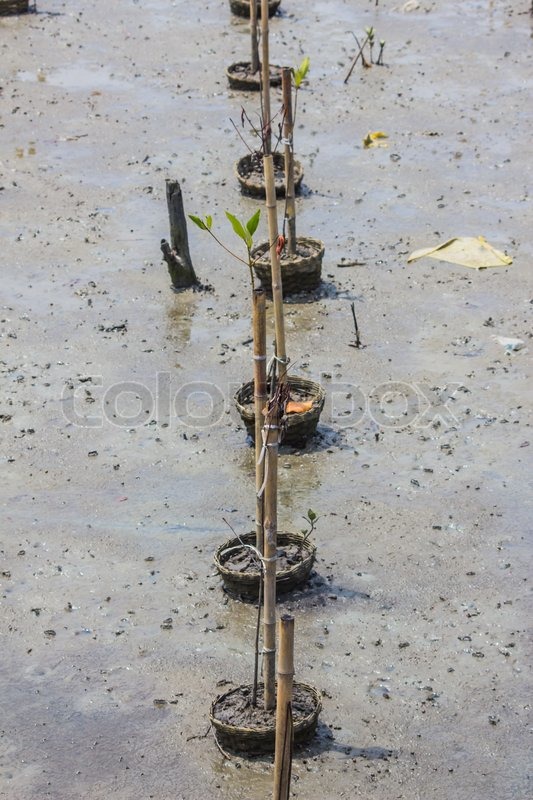 Rhizophora apiculata. Stock image Colourbox