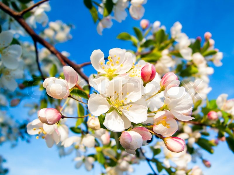 Holzapfel Blüten 01 Stock Bild Colourbox