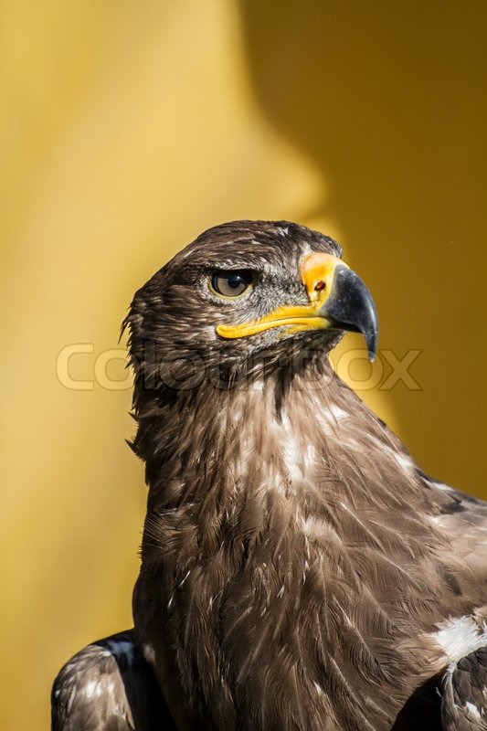 Download Augen adler Desktop Wallpaper Free