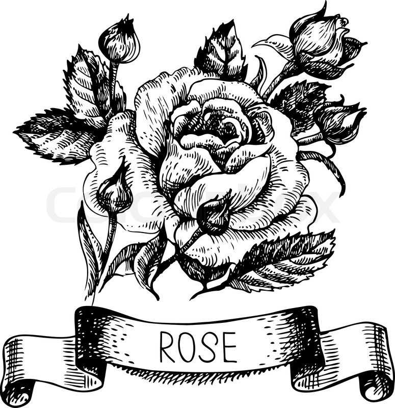 Sketch Floral Rose Banner With Ribbon Stock Vector Colourbox