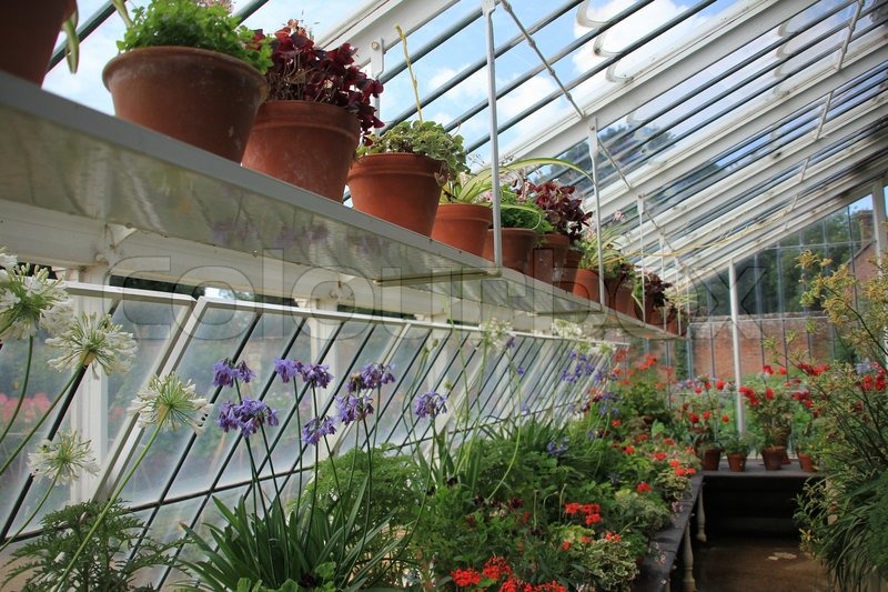 Indoors, greenhouse with many Stock image Colourbox