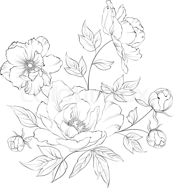 Bush of beautiful peonies, ink engraving. Vector illustration. | Stock