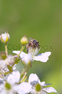 Frische grüne Zweige einer Brombeere mit Blumen, Johannisbeeren