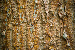 Teakbaum Rinde sdatec.com